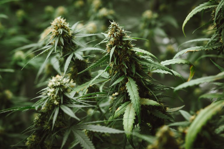 Cannabis
